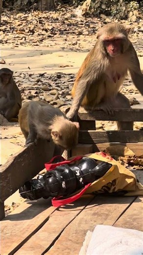 This Monkey Reached Into a Bag… And Took Something 🐒🎒