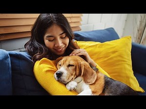 19 Reasons Why Dogs Are the Best Pet | Canine Companions | Ultimate Pet | Pet Ownership | Pet Care