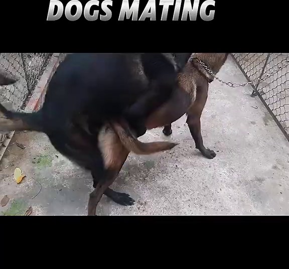 Understanding the Dog Mating Process: A Full Guide