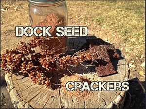 Survival Food: Dock Seed