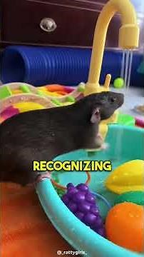 THE SMARTEST RODENT EVER! 🐁 Funny Rat Moments & Hilarious Tricks (Don’t Laugh!)