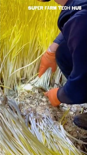 Large-scale Sprouted Garlic Harvesting | Super Farm Tech Hub #farminglife #farming #harvesting