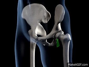 Hip Joint Range of Movement - 3D Medical Animation || ABP © on Make a GIF