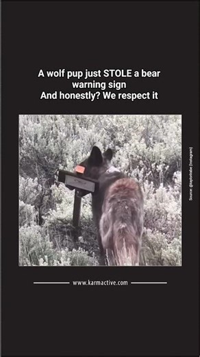 Wolf Pup Steals Grizzly Bear Warning Sign in Yellowstone National Park