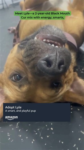 🐾 From April 28 to May 4, adoption fees are 50% off for large breed dogs in honour of Adopt a Shelter Pet Day! 🐾 Adoptable Animal Presented by Amazon: Lyle Breed: Black Mouth Cur Mix Age: 2 years, 5 months Sex: Male This handsome fella came all the way from North Carolina and is still getting used to the big city life. He’s smart, playful, and full of potential—but he needs a family committed to ongoing training and structure. Lyle can be reactive to dogs, people, cars, and small animals, but 