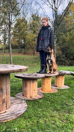 Quelques exercices d’obéissance #mondioring avec son #malinois VORACE des 2 Sabres | Elevage des 2 Sabres : malinois de travail