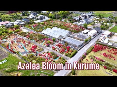 【4K】Azaleas Walk in Kurume