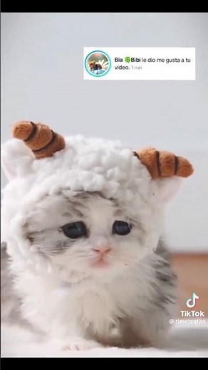 😺 Vestido a Crochet para Gatito - una Monada a la Moda
