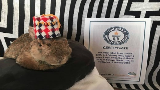 World’s oldest living rabbit lives in Chicago suburb