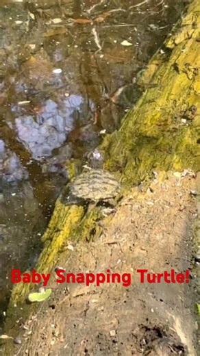 Baby snapping turtle! #herping #reptiles #wildlife #turtle #animals