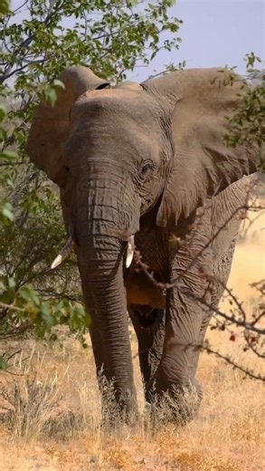 ELEPHANT-HUMAN RELATIONS AID on Instagram: "“Every day you live, you make a difference.” Volunteering with EHRA is about choosing to make that difference count: for elephants, for communities, and for the landscapes they share. If you’re ready to do your bit, join us in the field. 📩 info@ehranamibia.org"