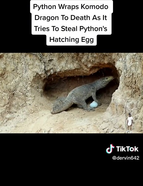 Python Kills Komodo Dragon Caught Stealing Eggs