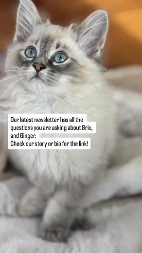 12K views · 577 reactions | Where did we get Brix from? What kind of cat is Brix? And - where did Ginger go (if you missed it) Check our story or bio to our newsletter which explains it all in detail! | Bunsen Berner | Facebook