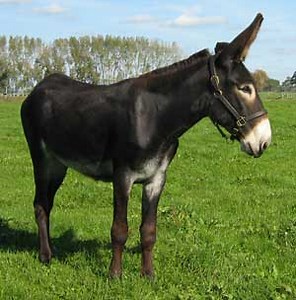 American Mammoth Donkey: Características e fotos – Mundo Ecologia