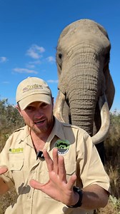 Elephant CHARGE - Mak helps me explain what it looks like! 👍🏻🐘 | Reilly Travers