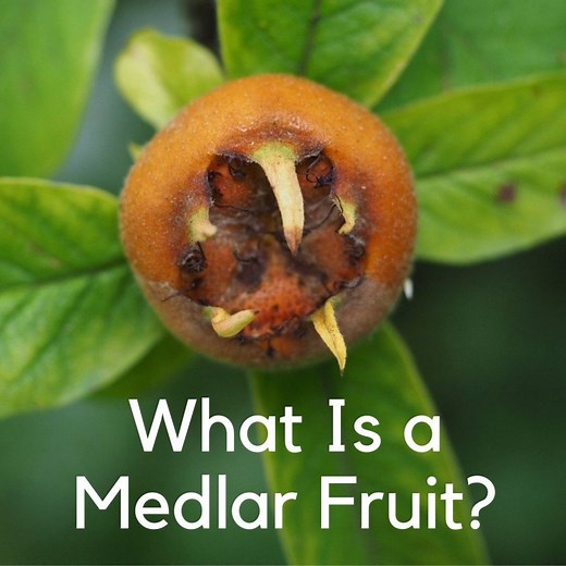 What Is a Medlar Fruit (Musmula) & Where Do They Come From?