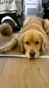 7.2K views · 498 reactions | Marley tries his best to ignore mini-Gary and become the ultimate 'good boi'. | MARLEY NYC | Facebook