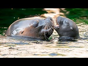 Robbenbaby im Tiergarten Schönbrunn geboren