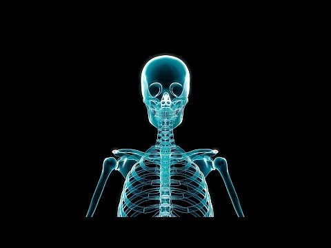 X-Ray of Human Skeleton