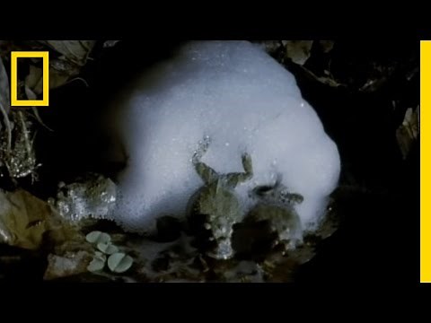 Frog Love Foam | National Geographic