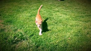 4.6K views · 506 reactions | We provide the highest quality of care for our 580 cats. Everyone has a name, medical record, and is spayed or neutered prior to joining us. We can't do it without your support. Learn more at LanaiCatSanctuary.org #savingcatsprotectingbirds #lovelanai #cats #lanailions | Lanai Cat Sanctuary | Facebook