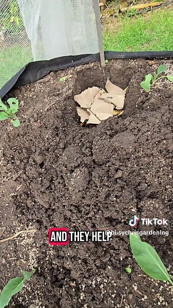 Transform Kitchen Scraps into Free Fertiliser for Gardens