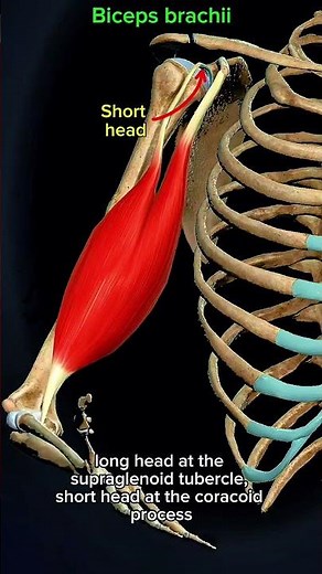 Biceps brachii #muscle #education 💪