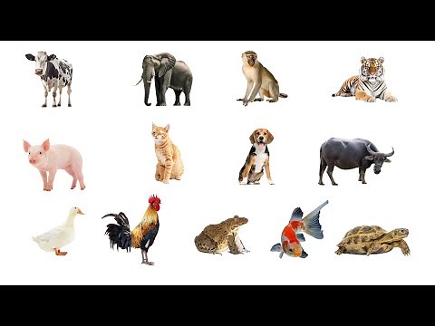 Con gì đây ? - Dạy bé về động vật xung quanh mình - Trẻ nhận biết động vật qua hình ảnh và tiếng kêu