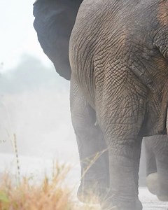 Tanzania National Parks (TANAPA) on Reels