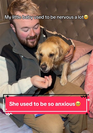 How to Help Anxious Dogs Feel More Secure