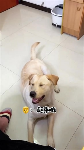 39K views · 1K reactions | Dogzi: Can’t you eat it after blowing? #dog #petcare #doggo #pet #petlovers #animals #funny #doglife #doglover #funnyreels | Annie | Facebook