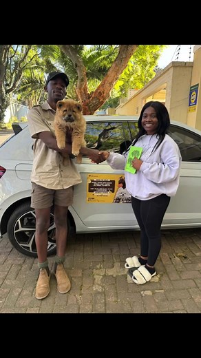 Adopt a Chow Chow: A Journey of Love and Care