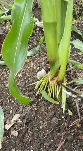 Cut the corn root. | Sa Vuth KH