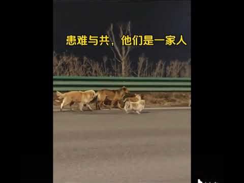 Inside the Dark World of Dog Trade: The Real Story Behind the Cruelty