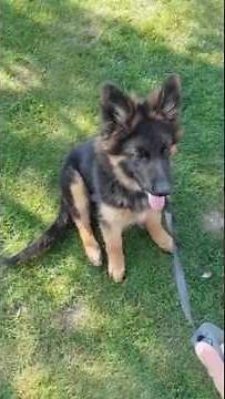 Lesson 1 - Training your German Shepherd dog: Sitting and lying down