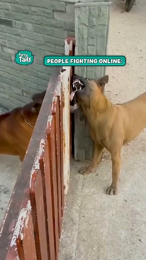 All talk! 😂👀 | Furry Tails