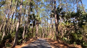3.5K views · 250 reactions | There is nothing that soothes the soul quite like driving through the magical forest on Hunting Island after a day at the beach full of sunshine, Sandy toes and a peaceful ocean breeze. ✨  Friends of Hunting Island State Park, Inc. South Carolina State Parks | Eat Stay Play Beaufort | Facebook