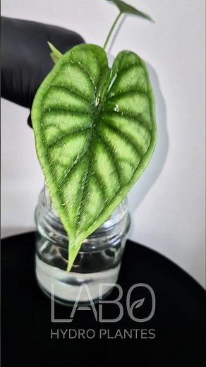 😱 Hydroponics: Does it really work? (1 month later)