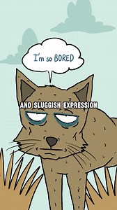 Tibetan Sand Fox – The Animal With the Most Unimpressed Face | Mr.Grimorie