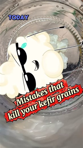 Kefir labs on Instagram: "Are your kefir grains weak or not growing anymore? 🧪 You might be making one of the most common mistakes: leaving them without milk, exposing them to high heat, washing them with soap, forgetting them for weeks, or using rusty utensils. Kefir grains are living, sensitive cultures: treat them well and they thrive; mistreat them and they weaken quickly. At Kefir Labs, we show you how to avoid these mistakes and keep your colony healthy for years. #kefir #kefirgrains #kef