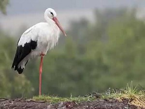 Gryllus Vilmos Kémény tetején