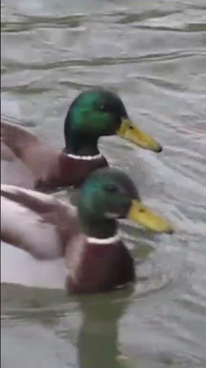 Instant paisible : colverts en balade aquatique - Diem Nancy