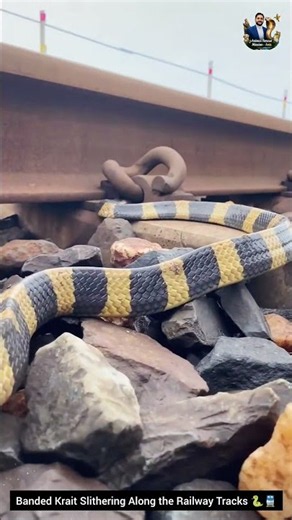 Banded Krait Slithering Along the Railway Tracks 🐍🚆 #animals #wildliferescue #wildlife #snake