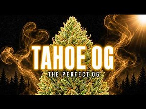 Tahoe OG: The Cut That Perfected OG Kush
