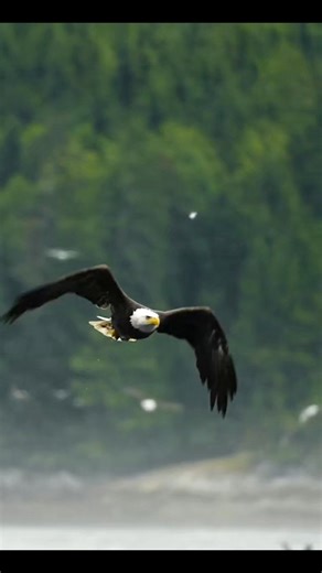 The bird that mimics a chain saw #Wow #birds | Bozz C