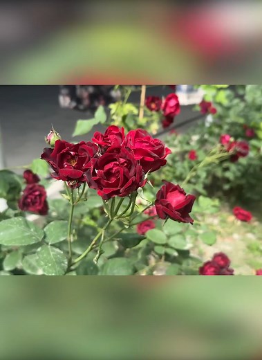 121K views · 3.4K reactions | 92 Years Old Grandma Making Dessert Recipes Semolina Dessert and Iravan Kete Recipe | Outdoor Chef | Facebook