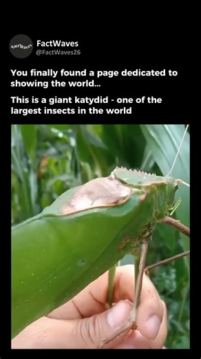 This INSECT Is HUGE😱🪲 #shorts