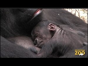 Baby Born to Koola Gorilla