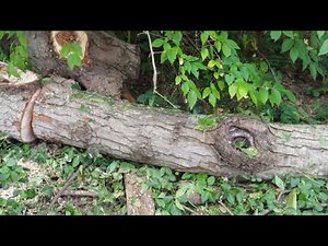 Remington OUTLAW chainsaw review