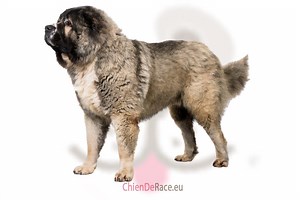 Le Berger du Caucase : caractère, qualités & défauts de ce chien